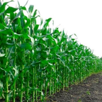 обработка кукурузы