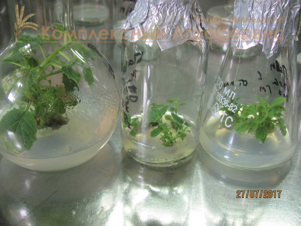 Seedlings of paulownia