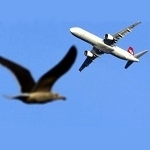 БПЛА защитят самолеты от птиц