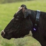 Startup Halter - smart collars for cows