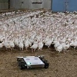 Robot for growing «sports» chickens broilers