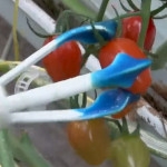 Robot «Virgo» from «Root AI» harvest tomatoes without damaging the branch