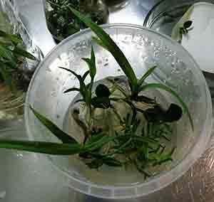 Реализуем саженцы орхидей фаленопсис, дендробиум, цимбидиум, эпидендрум in vitro