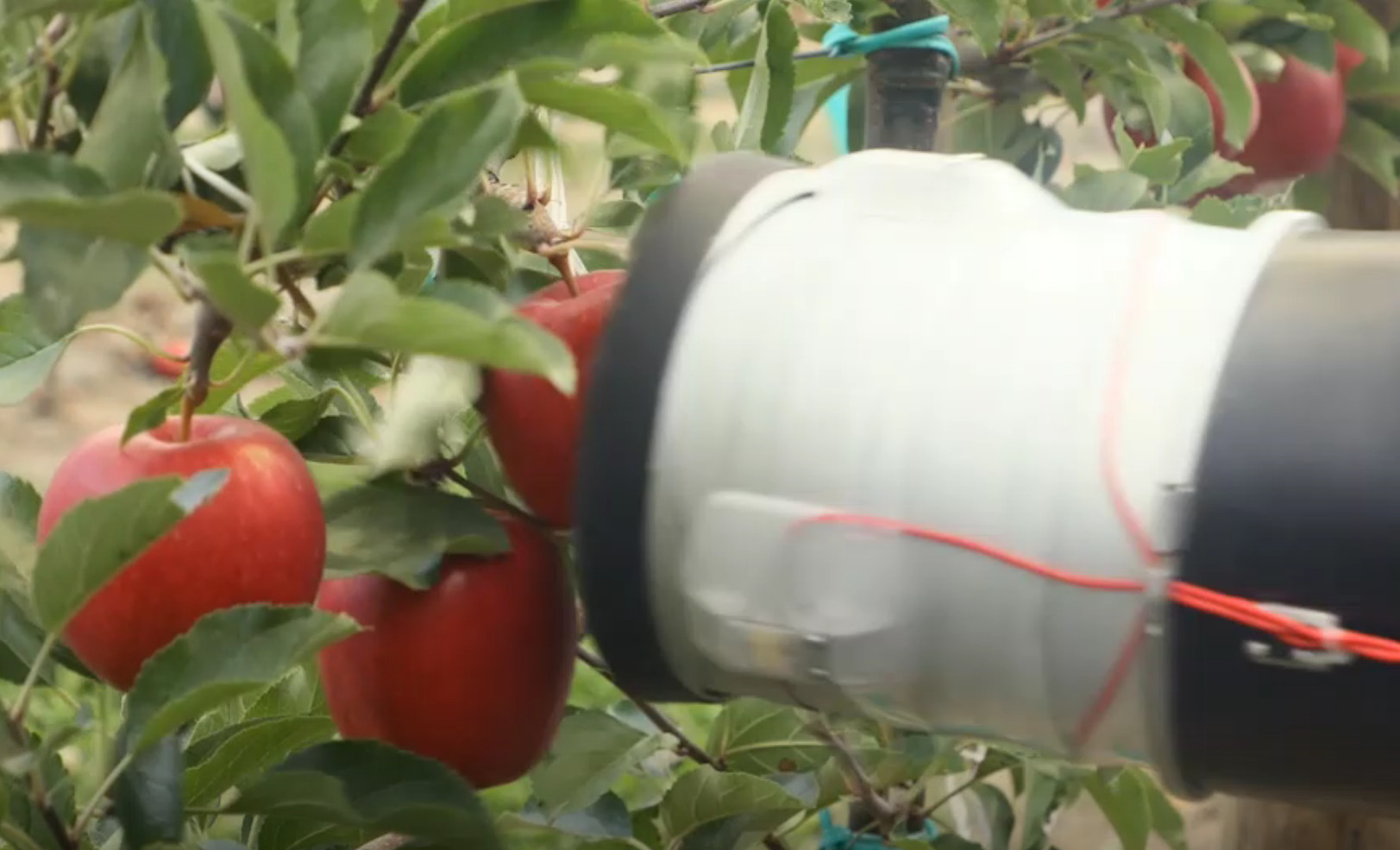 Manipulator for taking apples from the branch