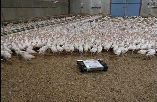 Robot for growing chickens