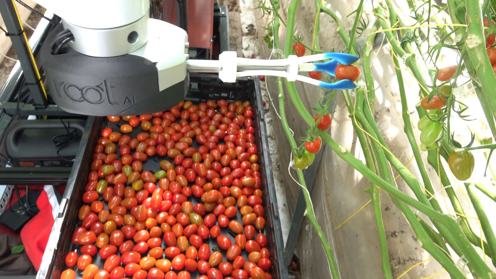 Robot «Virgo» from «Root AI» harvest tomatoes