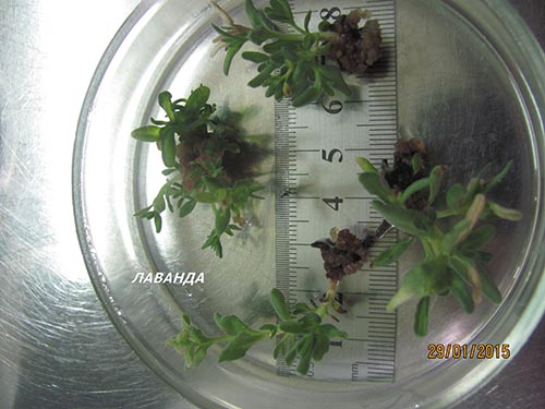 Microcloning of plants - lavender