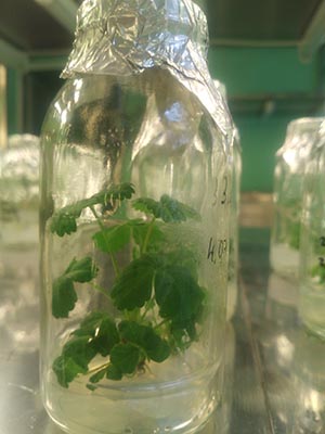 Microcloning of plants - currant