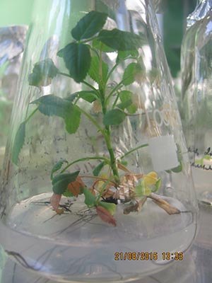 микроклонирование растений - лаванда