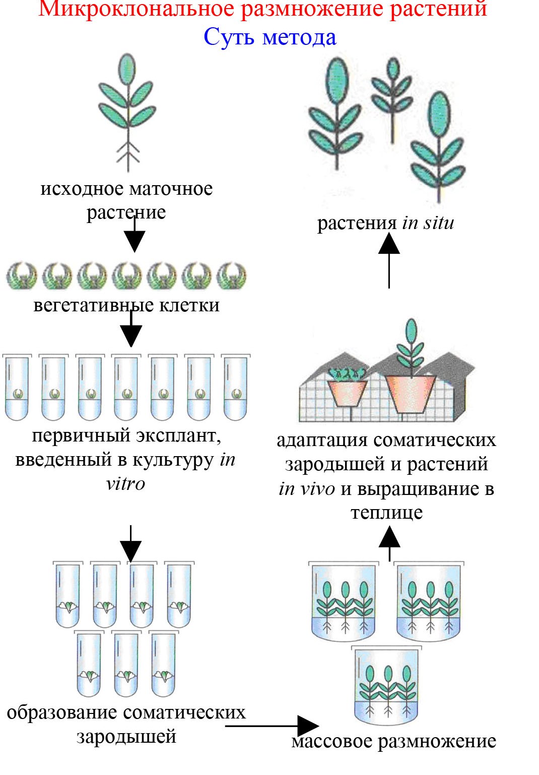 Schemat mikropropagacji klonów roślin