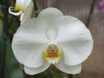 Joy for a flower lover - buy orchid phalaenopsis or dendrobium
