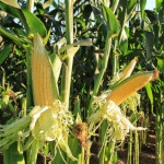 Corn - stages of growth, doses of fertilizers