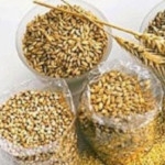 Spring grain crops - growth, nutrition, choice of fertilizers