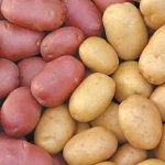 Growing potatoes in Ukraine, the choice of doses of fertilizers