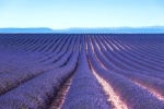 Buy lavender seedlings in Ukraine
