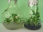 Клональне розмноження рослин - розсада високої якості