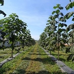 В Тернопольской области начали выращивать павловнию на биотопливо