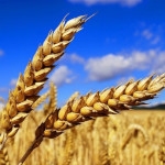 Озима пшениця - зростання, харчування і вибір добрив