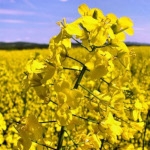 Growing rapeseed in Ukraine, the choice of doses of the fertilizers